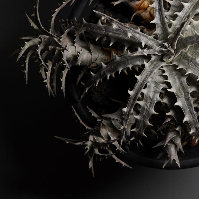 Dyckia goehringii type clone（ディッキア ゴエリンギー タイプ