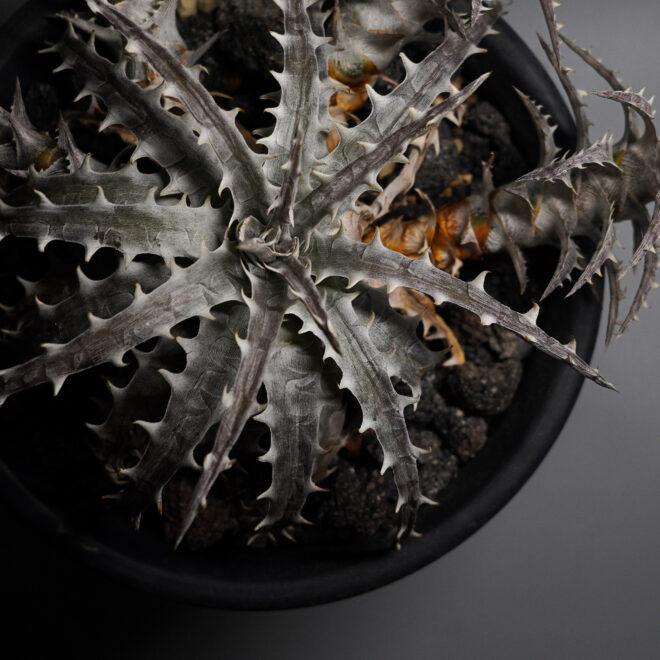 Dyckia goehringii type clone（ディッキア ゴエリンギー タイプ