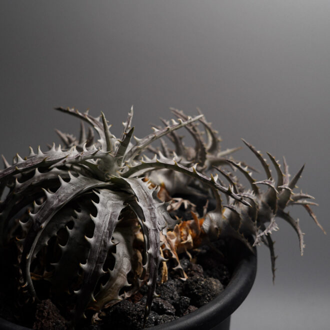 Dyckia goehringii type clone（ディッキア ゴエリンギー タイプ