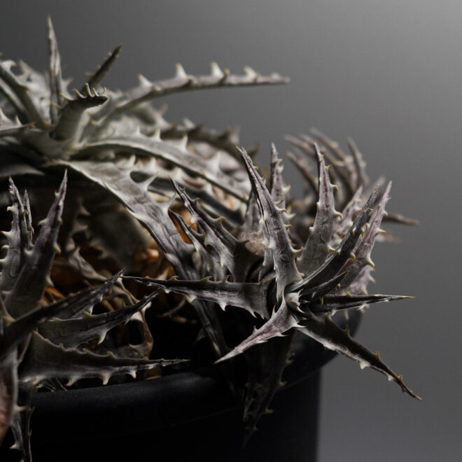 Dyckia goehringii type clone（ディッキア ゴエリンギー タイプ