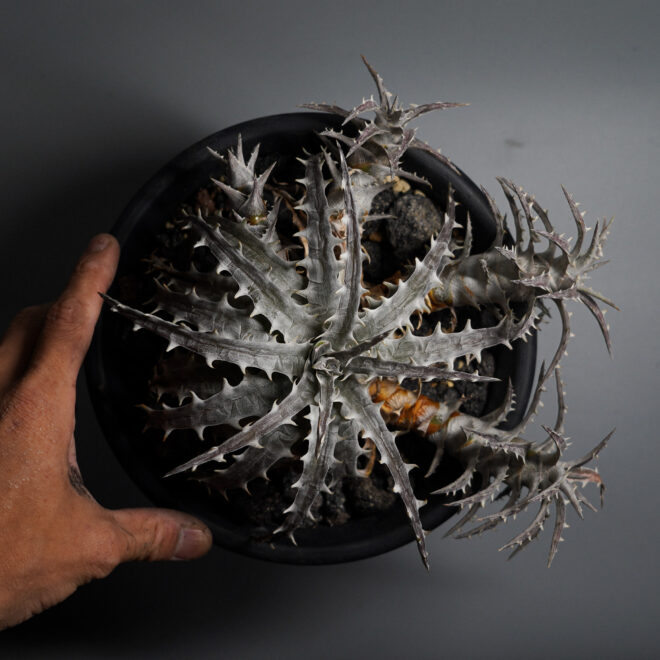 Dyckia goehringii type clone（ディッキア ゴエリンギー タイプ