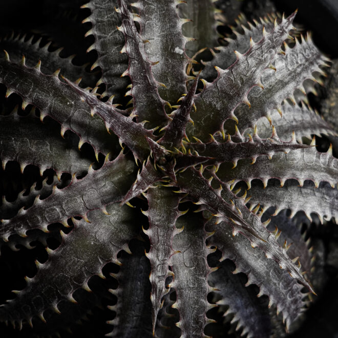 Dyckia（Baphomet Horns x Suquid）ｘBrittle Star F3 D033 (ディッキア （バフォメット ホーンズ x  スクイド） x ブリトルスター） | D.I.P.